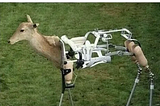 Spiritual Animals