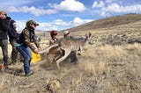 Wild wallabies welcomed in West Texas