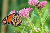 Spiritual Gardens- Milkweed