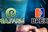 BKEX set off another industry hotspot with the NFT crypto game PEAFARM coming!