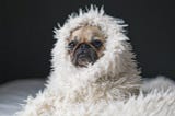 Pug dog wrapped in a white feathery blanket