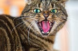 What Are Problem Behaviours In Cats?