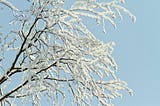 pale blue sky with bare winter tree, its branches covered in white snow