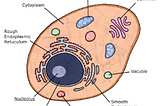 Cardiovascular Pathologies — 3 (ECG-Part I)