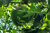 partially eaten avocado in a tree