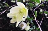 Photo of winter-flowering clematis