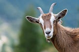 Training a Sheep Goat Classifier using FastAi