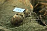 380 bodies and counting at Sri Lanka’s largest ever mass grave in war torn north
