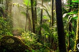 Why rainforests matter