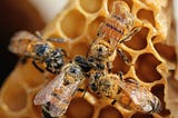 Keeping Product Integrity in the Growing Manuka Honey Market