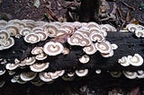 Strained Symbiosis