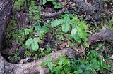 The Magical Power of Befriending Poison Oak