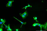 Engineering an Intracellular Differentiation Circuit for Pluripotent Stem
Cells Based on Spatial…