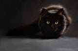 Black Cats: Superstitions and Surprises