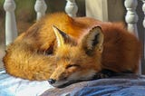 A curled up fox sleeps in some sort of fenced porch or similar surface. The sun is partly shining on the fox, highlighting its beautiful reddish fur.