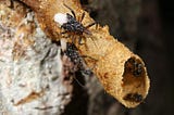 assassin bugs climb onto a stingless bee’s nest tube