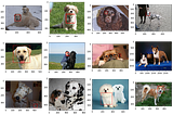 Building a Dog Breed Classifier with Convolutional Neural Networks