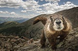 Curiosity as a main driver of agility?