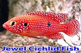 Jewel Cichlid Fish