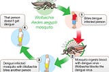 Wolbachia bacteria can reduce Dengue viral infection spread