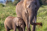 Brutality and the Dwindling Population of Elephants