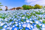 A vibrant field of blooming blue nemophila flowers at Toneri Park in Tokyo, with visitors in the background enjoying the spring scenery under a clear blue sky.