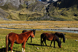 Horses in front of Jirishanca, Cordillera Huayhuash, Peru