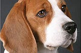 Beagles Make The Best Family Pet