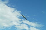 A seagull breezing through a bright sky