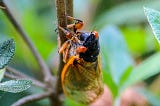 Cicadas Cancel Mass Invasion