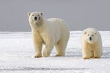 Building Among Polar Bears, Late 2023 Mid-Year Recap