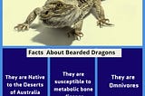 Essential Facts About Bearded Dragons To Know