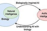 Dissecting da Vinci: a biologist’s view on researching AI