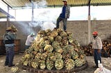 A man stands on top of a pile of roasting agaves while three other men add more to the pile