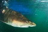 Doing invaluable work for shark conservation