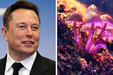 PSYCHEDELICS, TECHNOLOGY & ELON MUSK’S PIG