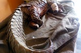 Karachi pangolin passes away