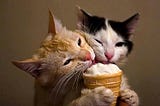 What ice cream can a cat eat?
