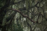 Spanish Moss and Friendly Ghosts
