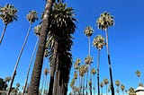 A cluster of palm trees in San Jose, CA.