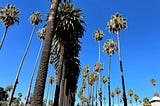 A cluster of palm trees in San Jose, CA.