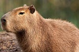 How to integrate Selenium with Capybara