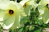 MUSKMALLOW —  An  Ayurvedic Wonder