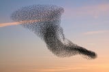 a scattered murmuration