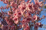 Sakura Season: What the Cherry Blossom Bloom Tells Us About Climate Change