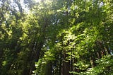 Redwoods, University of California Botanical Garden- photo by author Gabriella Korosi shows redwood trees with the sun shinning through.