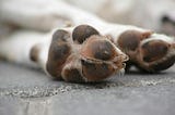 Pet Bereavement -A taboo society still needs to talk more about.