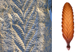 Charnia Masoni: A Fossil Discovery That Proves The Importance Of The Social Aspect Of Knowledge