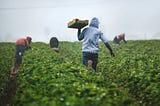 The Reality Behind Our Foods: Strawberries