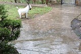 Rain, beautiful rain…